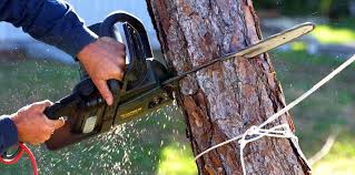 Reliable Torrington, CT Tree Services Solutions