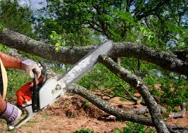 Best Tree Health Inspection  in Torrington, CT