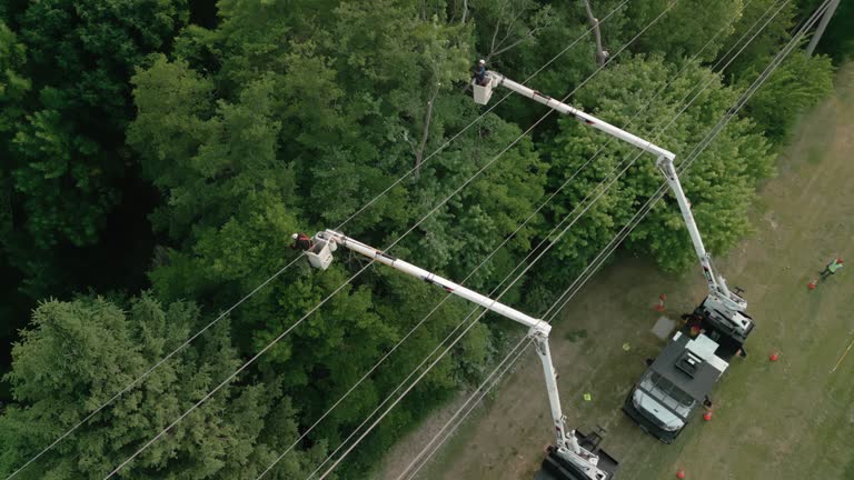 Best Fruit Tree Pruning  in Torrington, CT